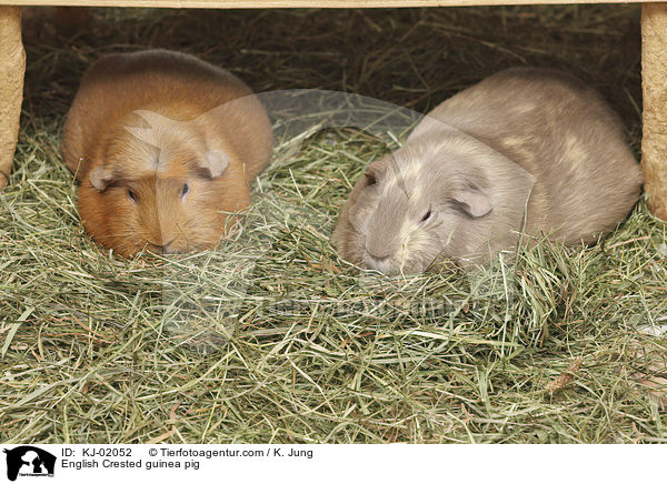 English Crested Meerschweinchen / English Crested guinea pig / KJ-02052