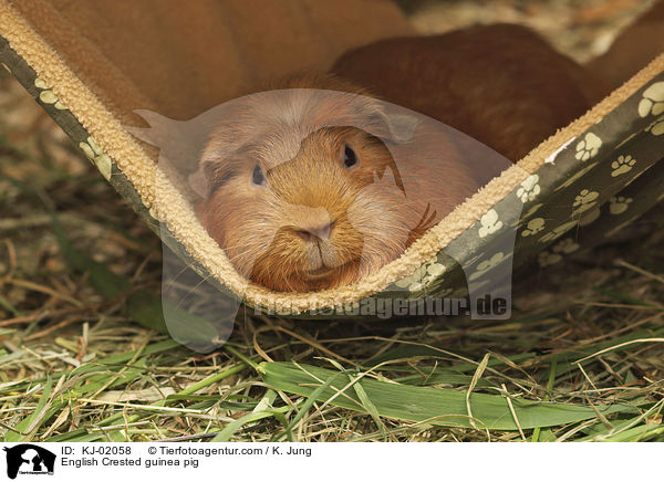 English Crested guinea pig / KJ-02058