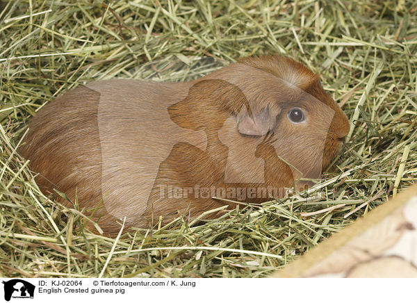 English Crested Meerschweinchen / English Crested guinea pig / KJ-02064