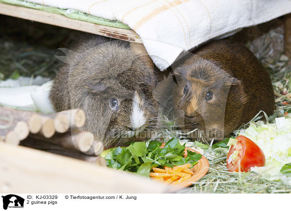 2 Meerschweinchen / 2 guinea pigs / KJ-03329
