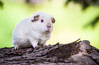 English Crested guinea pig