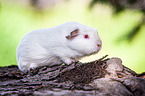 English Crested guinea pig