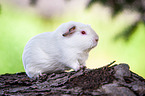 English Crested guinea pig