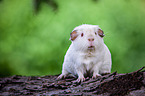 English Crested guinea pig