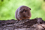 English Crested guinea pig