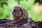 English Crested guinea pig