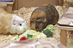 English Crested guinea pig