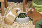 English Crested guinea pig