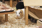 English Crested guinea pig