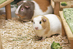 English Crested guinea pig