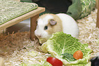 English Crested guinea pig