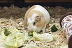 English Crested guinea pig