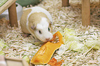 English Crested guinea pig