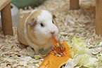 English Crested guinea pig