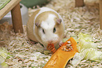 English Crested guinea pig