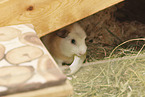 English Crested guinea pig