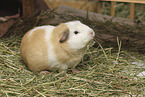 English Crested guinea pig