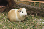 English Crested guinea pig