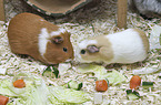 English Crested guinea pig