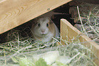 English Crested guinea pig