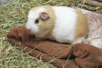 English Crested guinea pig