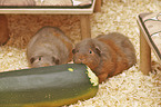 English Crested guinea pig