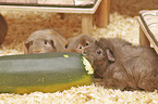 English Crested guinea pig