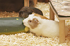 English Crested guinea pig