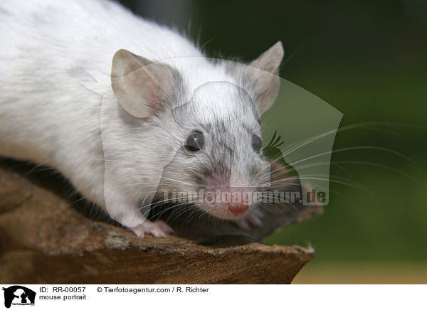 mouse portrait / RR-00057