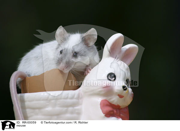 Farbmaus im Eierbecher / mouse / RR-00059