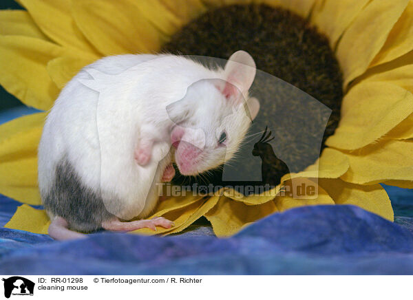 cleaning mouse / RR-01298