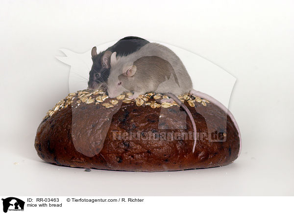 Farbmuse auf Brot / mice with bread / RR-03463