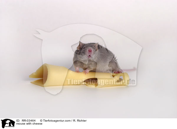 mouse with cheese / RR-03464