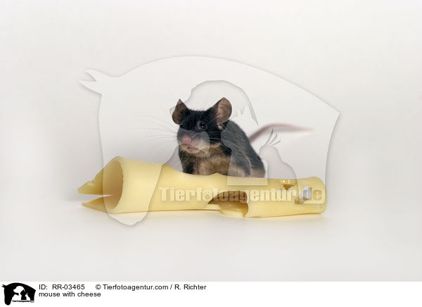 mouse with cheese / RR-03465
