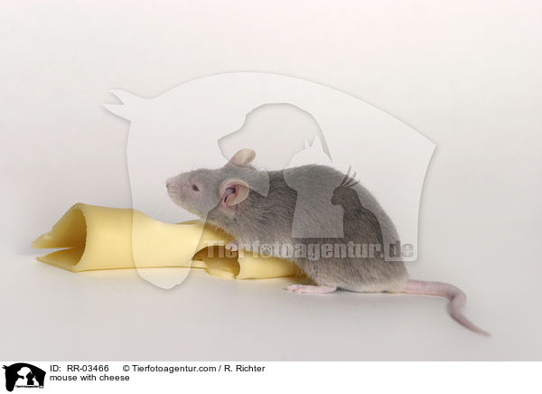 Maus mit Kse / mouse with cheese / RR-03466