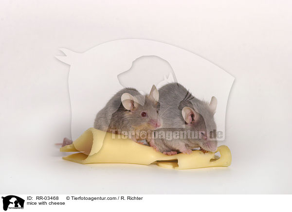 mice with cheese / RR-03468