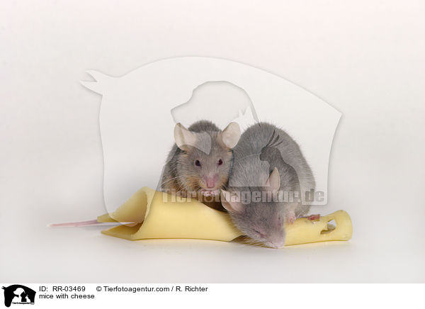 mice with cheese / RR-03469