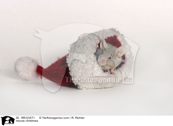 Farbmaus Weihnachten / mouse christmas / RR-03471