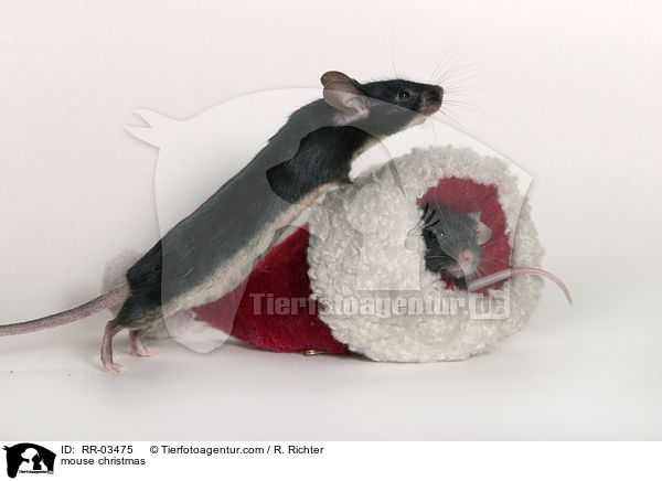 Farbmaus Weihnachten / mouse christmas / RR-03475