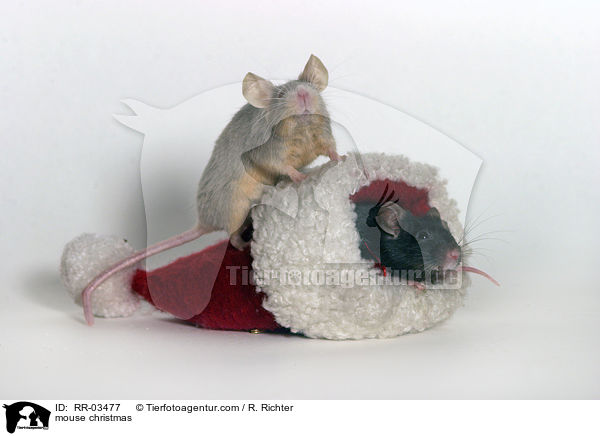 Farbmaus Weihnachten / mouse christmas / RR-03477