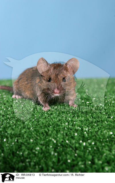 Seidenmaus / mouse / RR-04813