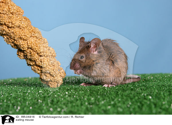 eating mouse / RR-04816