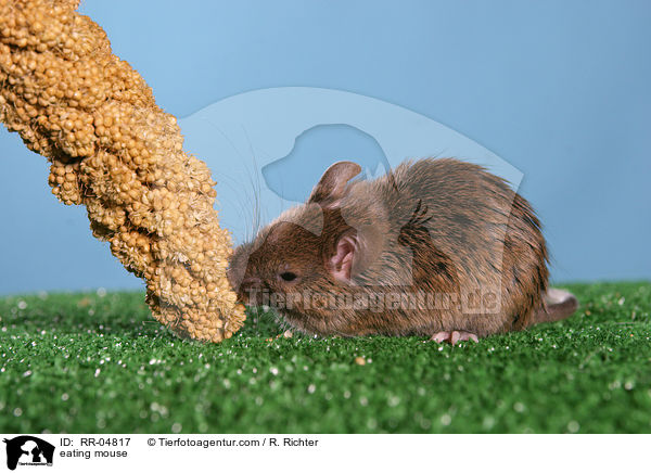 eating mouse / RR-04817