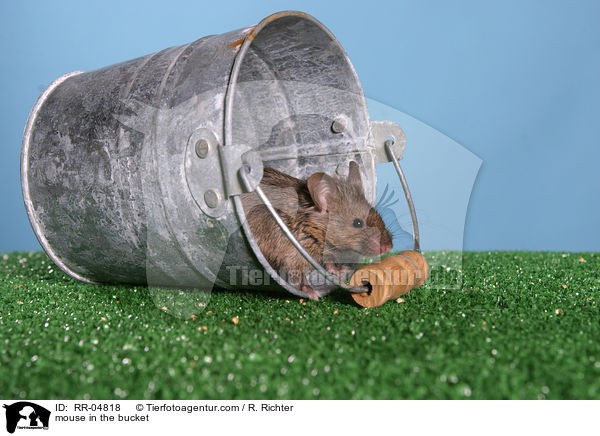 mouse in the bucket / RR-04818