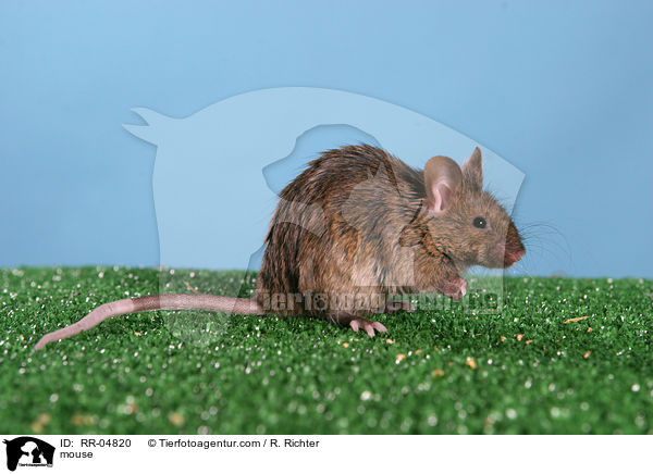 mouse / RR-04820