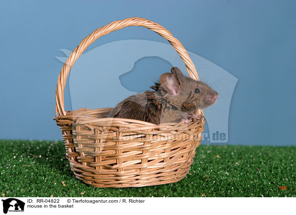 mouse in the basket / RR-04822