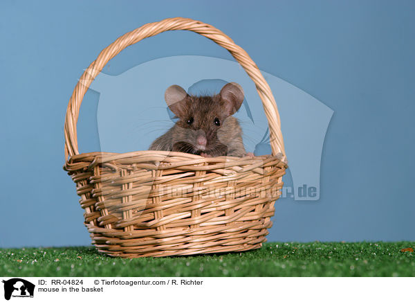 mouse in the basket / RR-04824