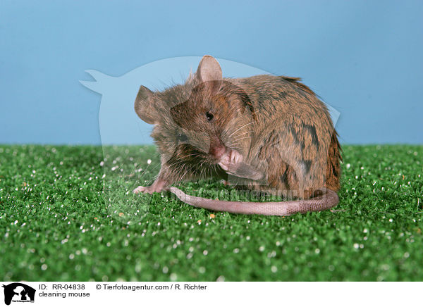 putzende Maus / cleaning mouse / RR-04838