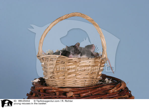 young mouses in the basket / RR-05002