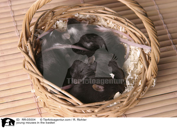 young mouses in the basket / RR-05004